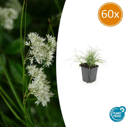 Buitenplant 60x Luzula nivea - Pot Ø 9cm Hoogte ↕ 10-25cm