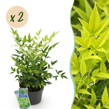 Buitenplant 2x Nandina Lemon & Lime - Groenblijvend - Pot Ø 17cm Hoogte ↕ 45cm