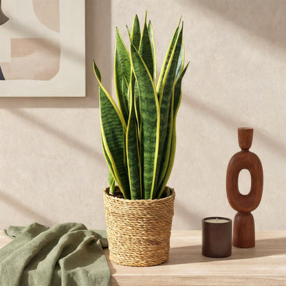 Green BoutiQ - Green is... Kamerplanten - Sansevieria Laurentii - Vrouwentong - Weinig onderhoud - Groen - 1 Plant - Pot 17cm - Hoogte 60-70cm