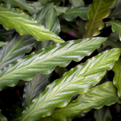 Green BoutiQ - Green is... Kamerplanten - Calathea Rufibarba - Pauwen plant - Weinig onderhoud - met mand - Groen - 2 Planten - Pot 17cm - Hoogte 55-60cm