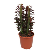 Kamerplant - Euphorbia Trigona Rubra - Pot Ø 12cm Hoogte ↕ 40cm