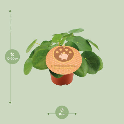 Kamerplant - Pilea peperomioides - Pot Ø 12cm Hoogte ↕ 20cm