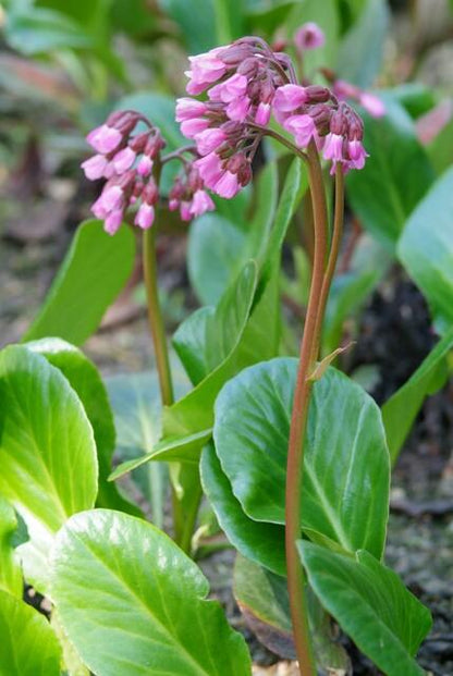Buitenplant 48x Bergenia cordifolia 'Herbstblüte' - Bloeiend - Pot Ø 9cm Hoogte ↕ 10-25cm