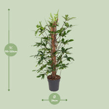 Kamerplant - Philodendron Pedatum - Pot Ø 24cm Hoogte ↕ 120cm