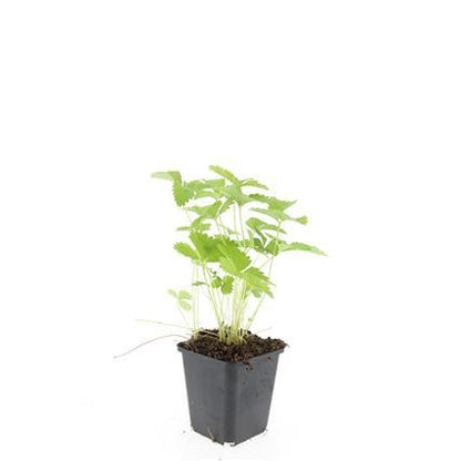 Buitenplant 48x Fragaria vesca - Bloeiend - Pot Ø 9cm Hoogte ↕ 10-25cm