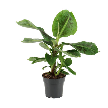 Kamerplant - Musa Oriental Dwarf - Pot Ø 17cm Hoogte ↕ 50cm