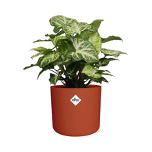 Kamerplant - Syngonium Arrow - Pot Ø 14cm