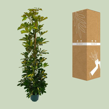 Kamerplant - Schefflera Arboricola Gerda - Luchtzuiverend - Pot Ø 20cm Hoogte ↕ 90cm