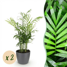 Kamerplant 2x Chamaedorea elegans - Goudpalm - Pot Ø 12cm Hoogte ↕ 15cm