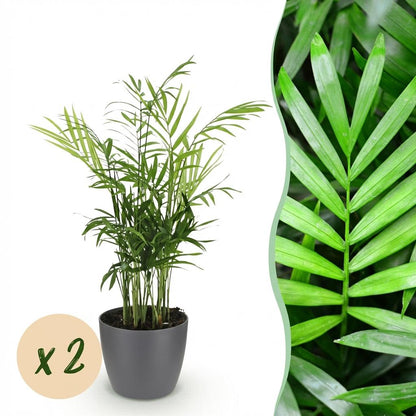 Kamerplant 2x Chamaedorea elegans - Goudpalm - Pot Ø 12cm Hoogte ↕ 15cm