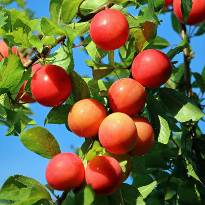 Buitenplant - Prunus domestica 'Victoria' - Fruitboom - Pot Ø 21cm Hoogte ↕ 90cm