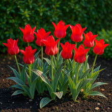 Buitenplant - Tulp Greigii Red - Bloeiend - 15 bollen Bolmaat 11/12