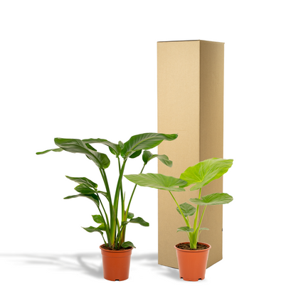 Kamerplant set - Strelitzia Nicolai ↕85cm + Alocasia Macrorrhiza ↕70cm - Pot Ø 19cm