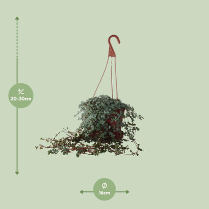 Kamerplant - Pilea Glaucophylla - Pot Ø 16cm Hoogte ↕ 25cm