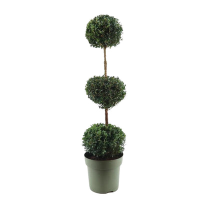 Buitenplant - Buxus Sempervirens Trio-Ball - Winterhard - Pot Ø 27cm Hoogte ↕ 110cm