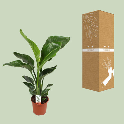 Kamerplant - Strelitzia Nicolai - Hoogte ↕ 35-250cm