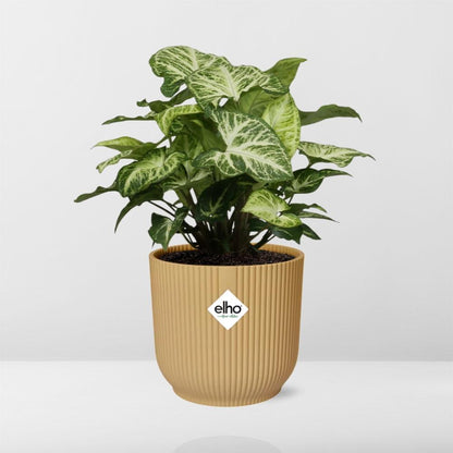 Kamerplant - Syngonium Arrow - Pot Ø 14cm Hoogte ↕ 25cm