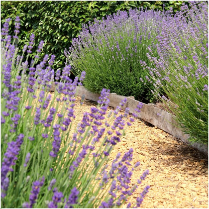 Buitenplant 6x Lavandula angustifolia Felice® - Bloeiend - Pot Ø 12cm Hoogte ↕ 30-50cm