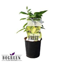 Buitenplant - Actinidia Issai - Zelfbestuivende Kiwi - Pot Ø 12cm Hoogte ↕ 30cm