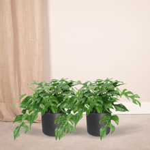 Kamerplant 2x Monstera Minima - Gatenplant - Pot Ø 15cm Hoogte ↕ 30cm