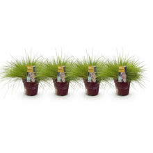 Buitenplant 4x Festuca glauca 'Golden Toupee' - Siergras Bladhoudend - Pot Ø 17cm Hoogte ↕ 50cm
