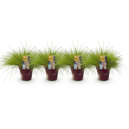 Buitenplant 4x Festuca glauca 'Golden Toupee' - Siergras Bladhoudend - Pot Ø 17cm Hoogte ↕ 50cm