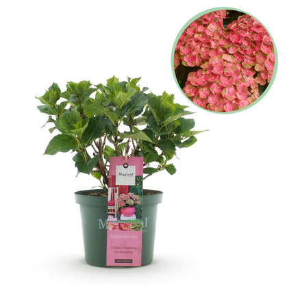 Buitenplant - Hydrangea Magical Green Fire - Bloeiend - Pot Ø 23cm Hoogte ↕ 55cm
