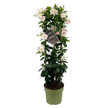 Buitenplant - Mandevilla Sundaville White - Dipladenia - Pot Ø 24cm Hoogte ↕ 95cm