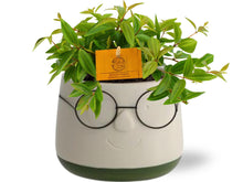 Kamerplant - Peperomia Ang. Rocca Vivace - Pot Ø 11cm Hoogte ↕ 15cm