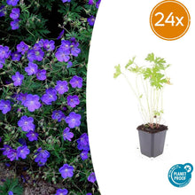 Buitenplant 24x Geranium 'Johnson's Blue' - Bloeiend - Pot Ø 9cm Hoogte ↕ 10-25cm