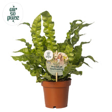Kamerplant - Asplenium Crispy Wave - Pot Ø 12cm Hoogte ↕ 25cm