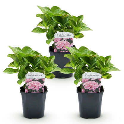 Buitenplant 3x Hydrangea macrophylla - Bloeiend - Pot Ø 17cm Hoogte ↕ 30cm