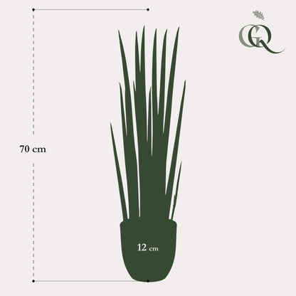 Kunstplant - Sansevieria Cylindrica - Vrouwentong - Hoogte ↕ 70cm