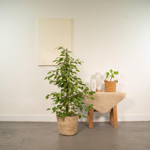Kamerplant - Ficus benjamina Goldenking - Inclusief mand - Pot Ø 21cm Hoogte ↕ 95cm