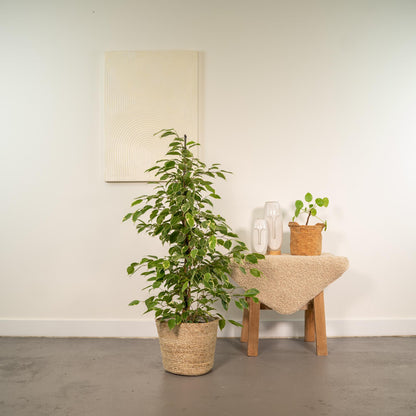Kamerplant - Ficus benjamina Goldenking - Inclusief mand - Pot Ø 21cm Hoogte ↕ 95cm