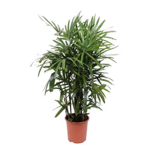XL kamerplant - Rhapis Excelsa - Pot Ø 27cm Hoogte ↕ 120cm