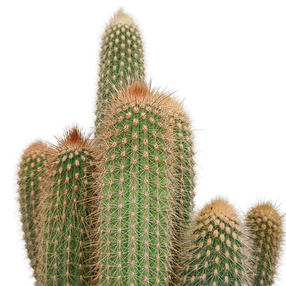 Kamerplant - Vatricania guentheri - Ø 17cm - zonder pot