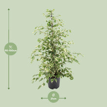 Kamerplant - Ficus benjamina Twilight - Pot Ø 21cm Hoogte ↕ 95cm