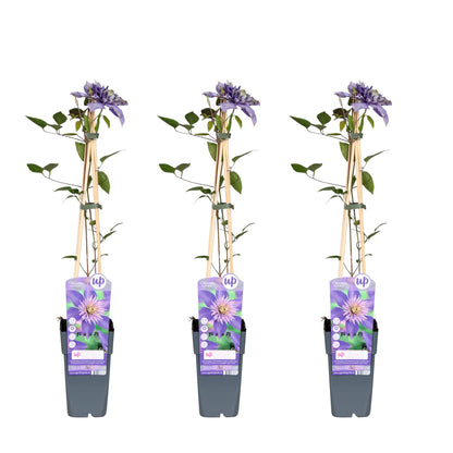 Buitenplant 3x Clematis 'Multi Blue' - Bloeiend - Pot Ø 15cm Hoogte ↕ 65cm