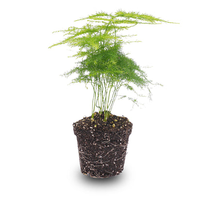 Kamerplant - Asparagus Setaceus Plumosus - Sierasperge - Potmaat 6