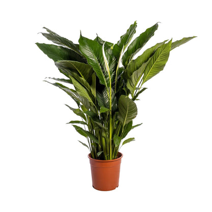 XL Kamerplant - Spathiphyllum Sweet Sebastiano - Pot Ø 24cm Hoogte ↕ 110cm