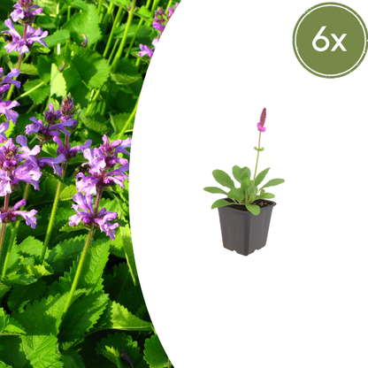 6x Stachys mon. 'Hummelo' - ↕10-25cm - Ø9cm