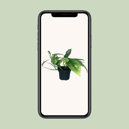 Kamerplant - Epipremnum Cebu Blue - Hangplant - Pot Ø 12cm Hoogte ↕ 20cm