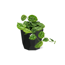 Kamerplant - Scindapsus Pictus 'Argyraeus' - Hangplant - Pot Ø 14cm