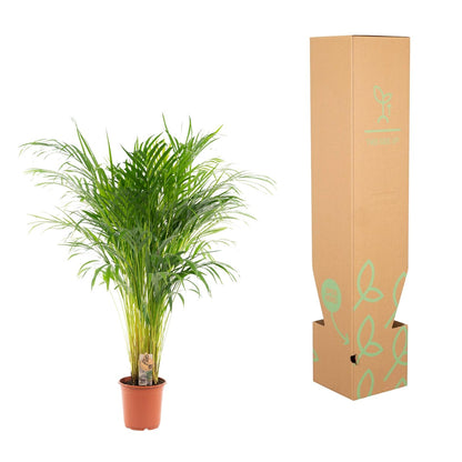 Kamerplant - Dypsis Lutescens (Areca Palm) - Hoogte ↕ 12-230cm