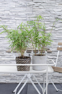 Buitenplant - Fargesia rufa - Niet-woekerende bamboe - Pot Ø 14cm Hoogte ↕ 40cm