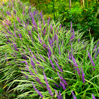 Buitenplant 12x Liriope muscari 'Moneymaker' - Pot Ø 9cm Hoogte ↕ 10-25cm