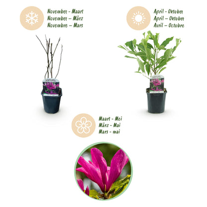 Buitenplant - Magnolia Susan - Bloeiend - Pot Ø 17cm Hoogte ↕ 45cm