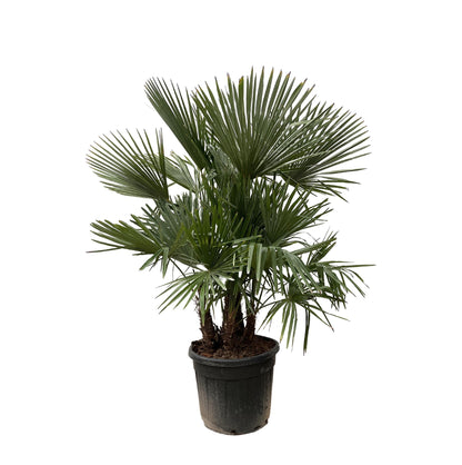 XL plant - Trachycarpus multi stam - Winterhard - Pot Ø 50cm Hoogte ↕ 230cm