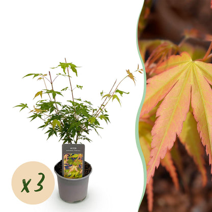 Buitenplant 3x Acer palmatum Katsura - Bladverliezend - Pot Ø 12cm Hoogte ↕ 35cm